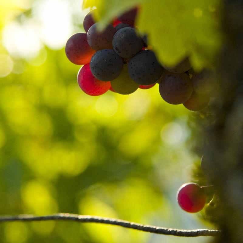 新鲜的水果葡萄