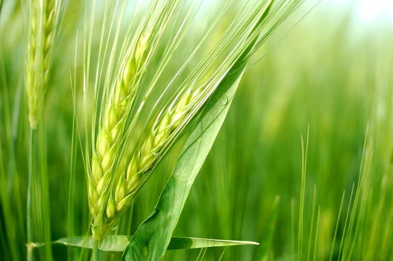 翠绿的大麦