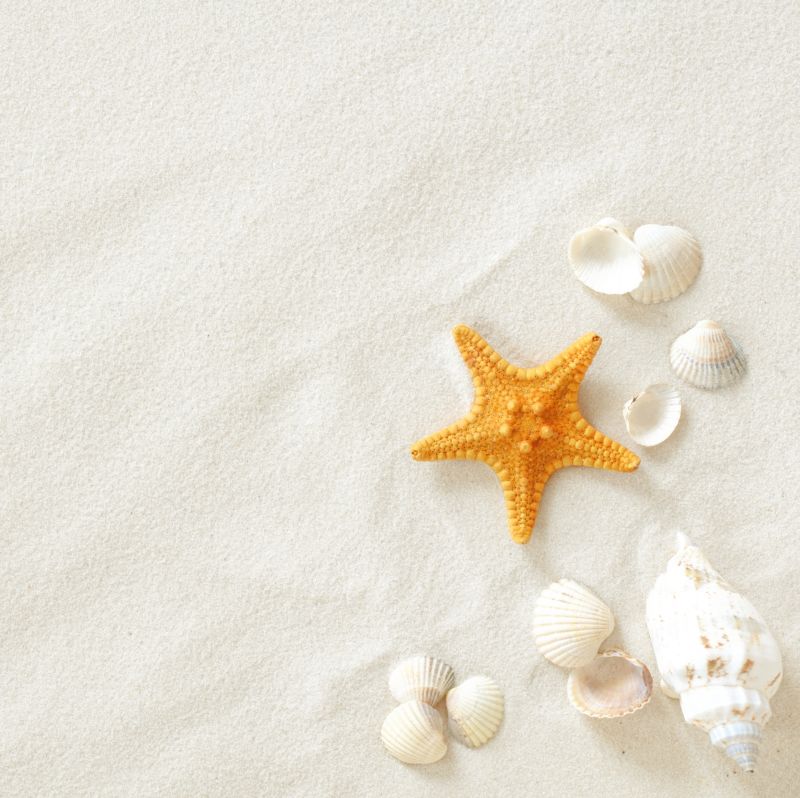 海滩上的海星与贝壳