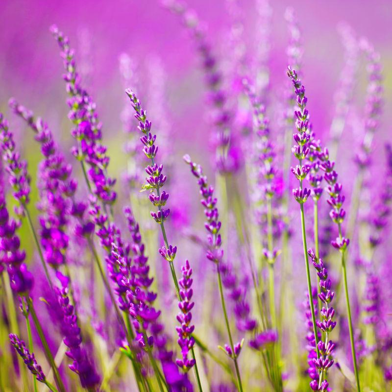 紫色背景下的薰衣草花