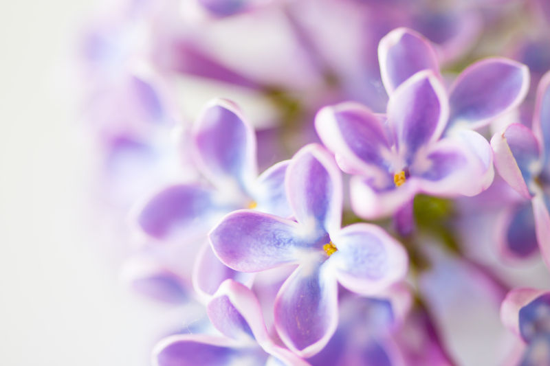 淡紫色的美丽丁香