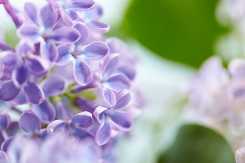 紫色的丁香花