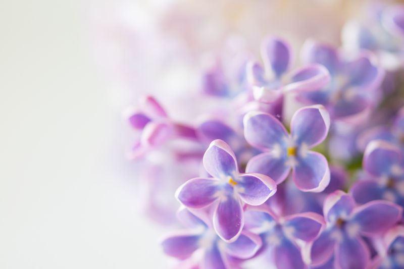 好漂亮的紫色丁香