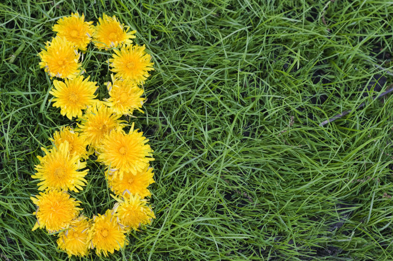 草地上黄色花组成的八