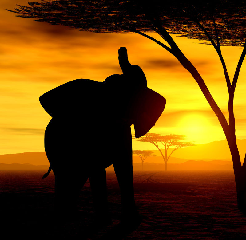 夕阳下的非洲大象