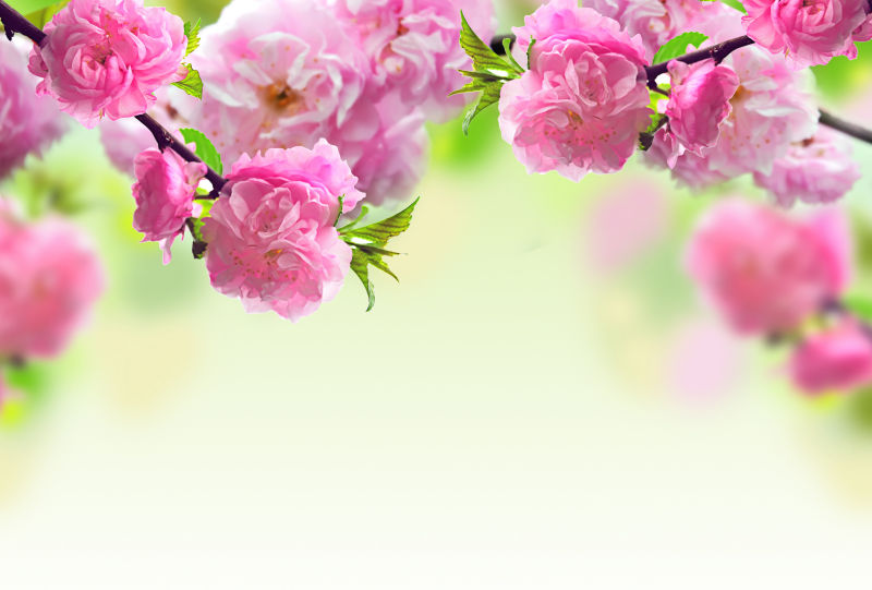 春天粉红色美丽的花朵