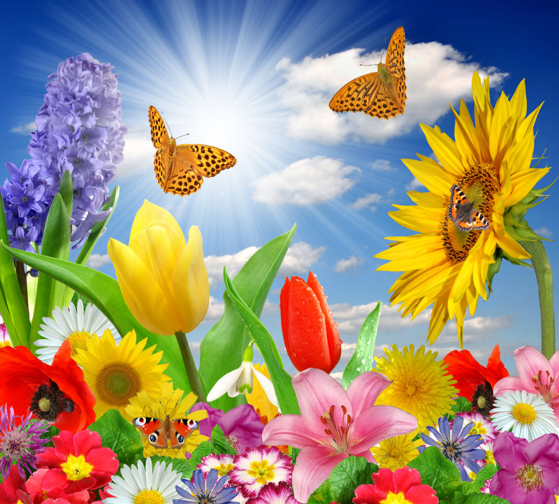 美丽蓝天下的彩色花朵和蝴蝶