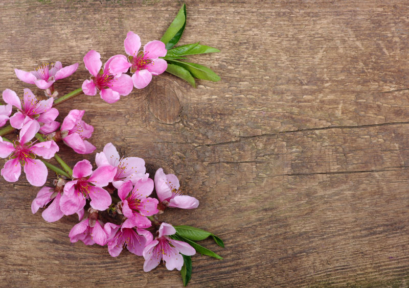 木板上的粉色美丽小花朵