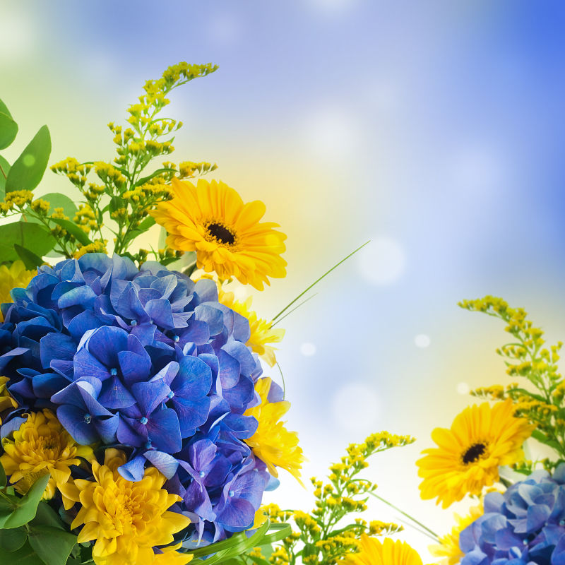 梦幻的蓝色和黄色花朵