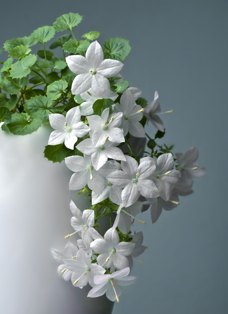 花瓶里的白色小花朵