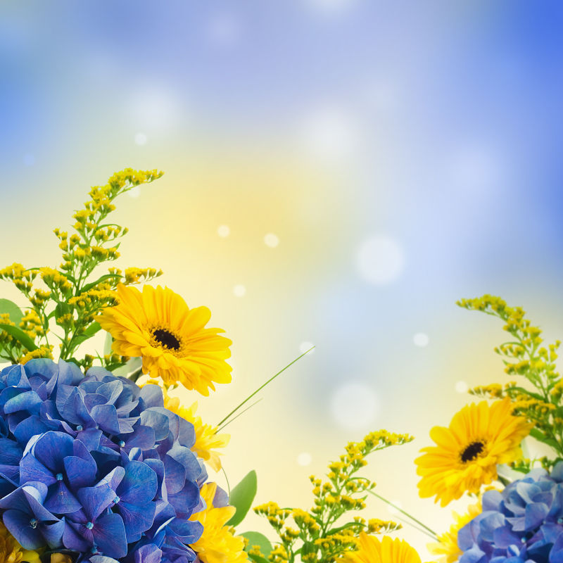 梦幻背景前的蓝色风信子和菊花