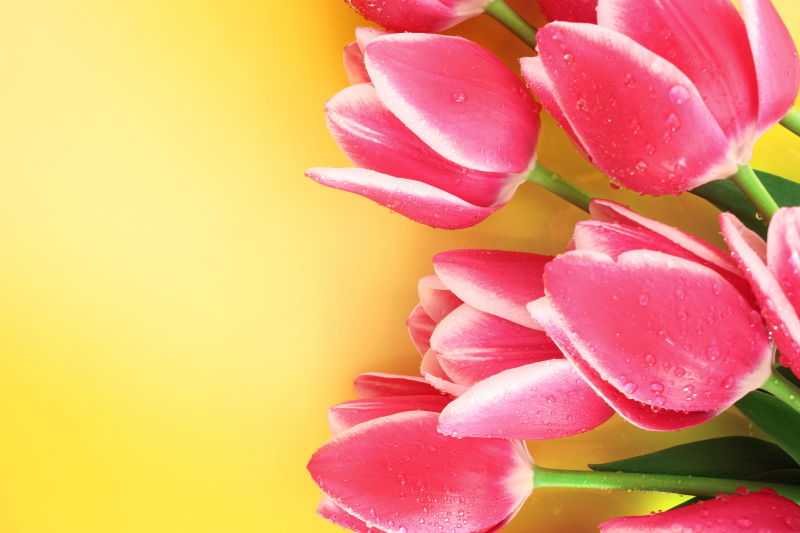 黄色背景上的粉色郁金香