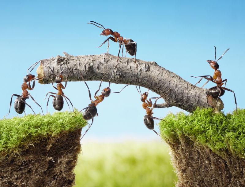 团队建设蚂蚁搭建桥梁