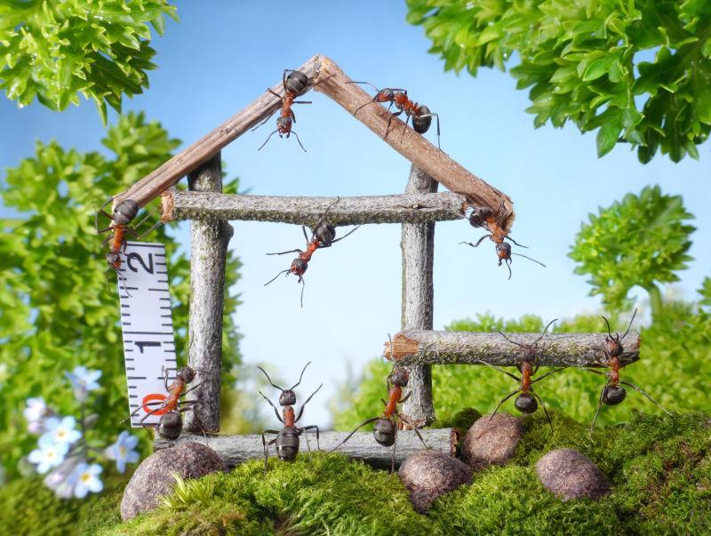 蚂蚁在森林中建造木屋