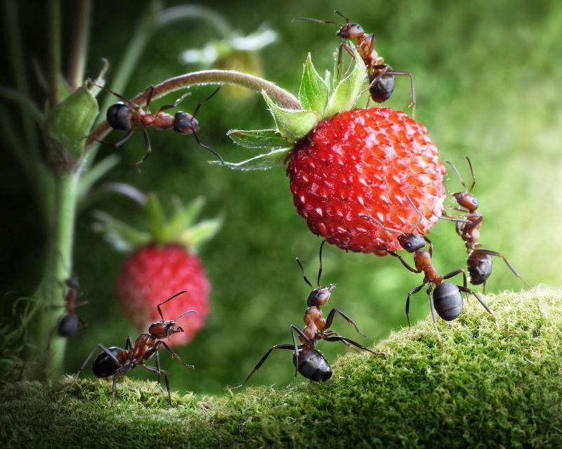 蚂蚁采集野生草莓团队