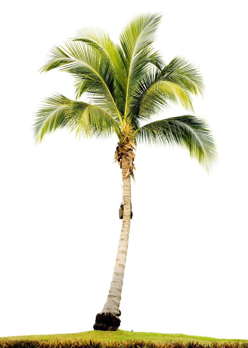 白色背景下的高大棕榈树
