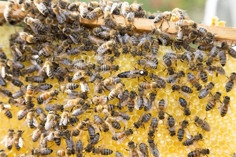 爬在金色的蜂巢上的蜜蜂