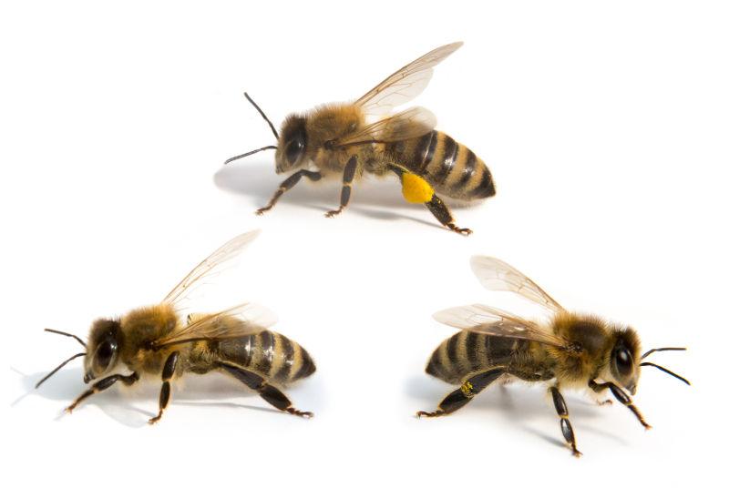 白色背景上的三只蜜蜂