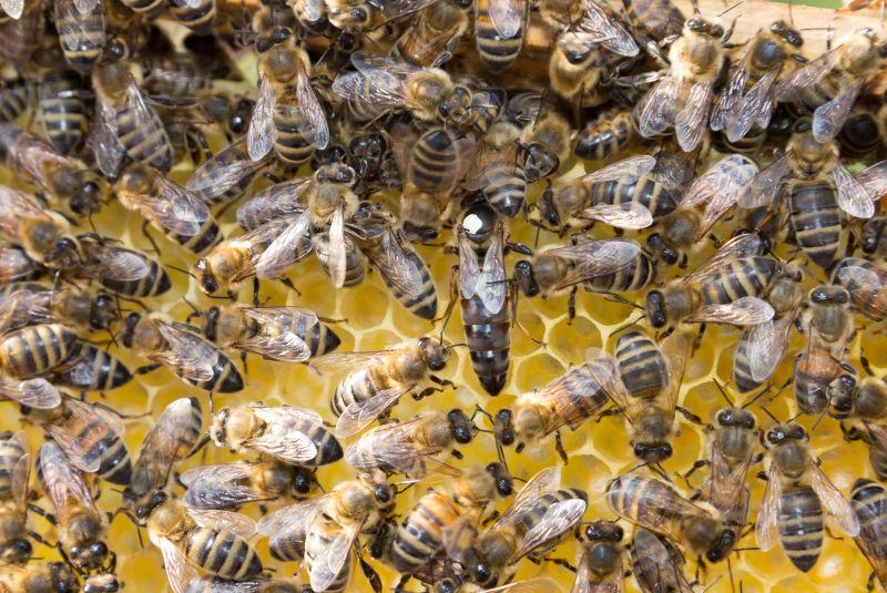 金黄色的蜂窝蜂巢上的蜜蜂