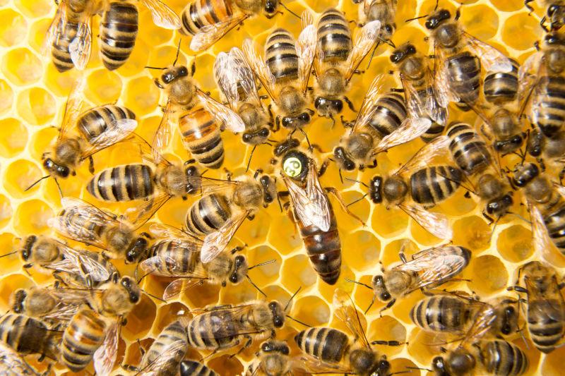 金黄色蜂巢上的蜜蜂