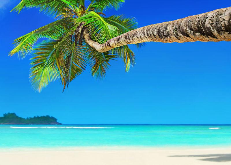 海岛沙滩上的棕榈树