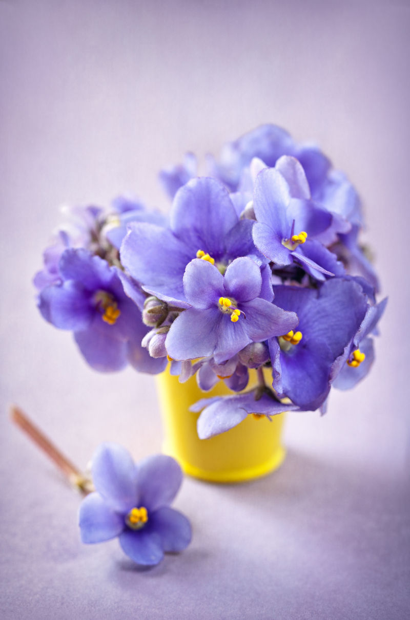 黄色壶中的紫丁香