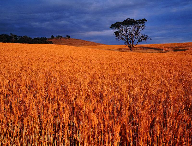 秋季一望无际的小麦与天空