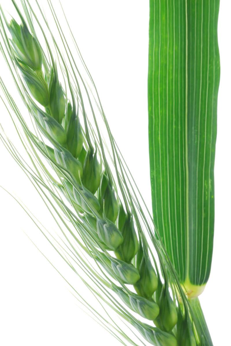 白色背景下的一缕绿色小麦