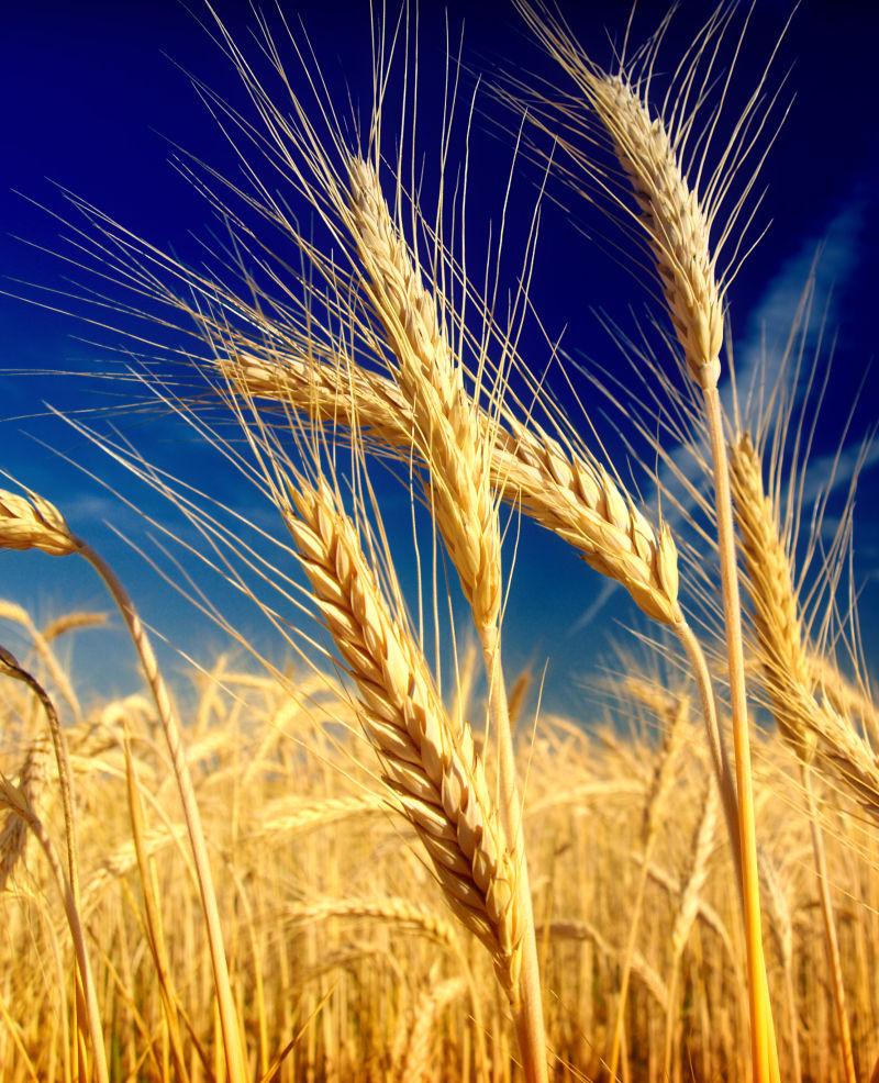 夏日农田里的丰收的小麦风景