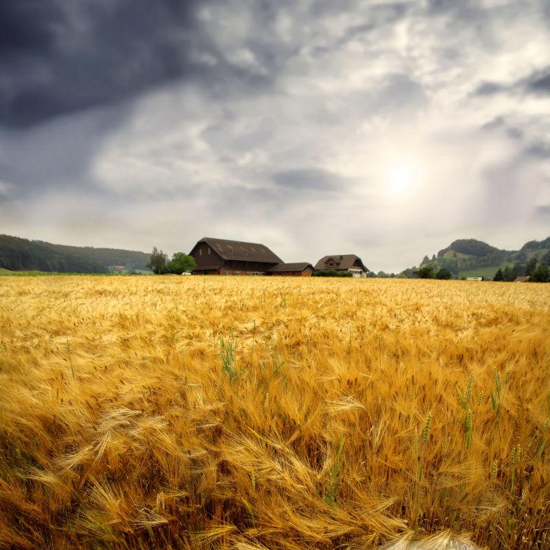 美丽乡村自然环境下的小麦风景