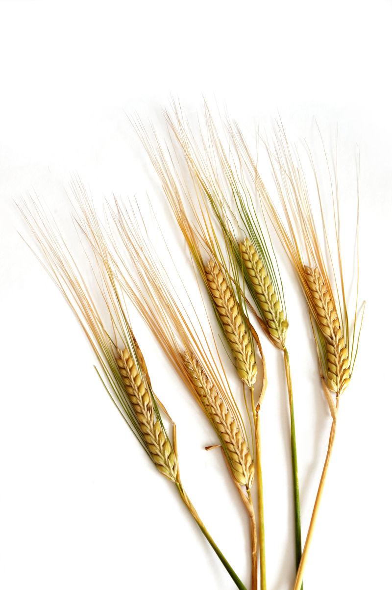 白色背景下的一缕小麦穗