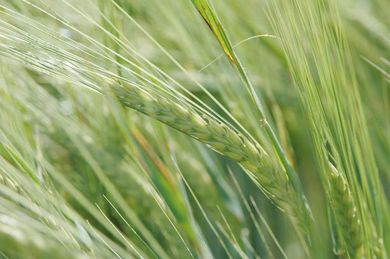 田地里的绿色小麦