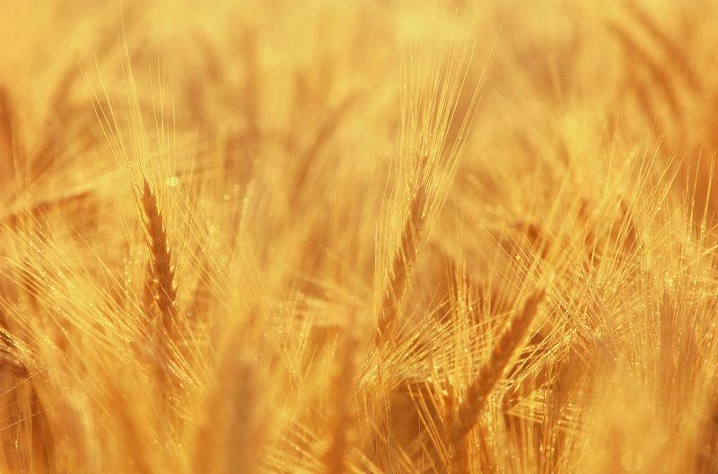 金黄色的丰收的小麦