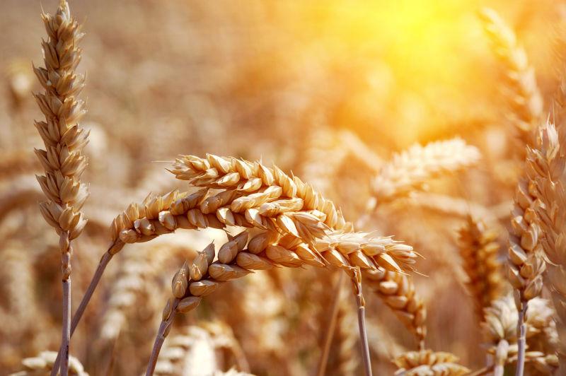阳光照射下的丰收的小麦