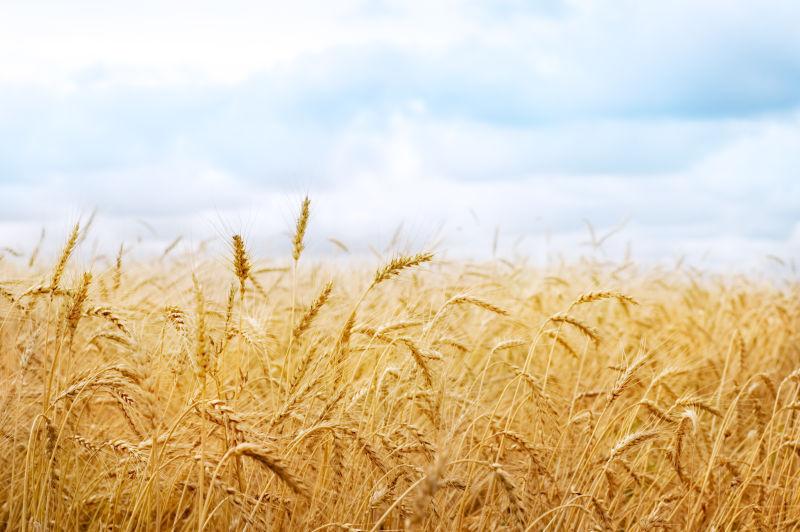 成熟丰收的金黄色的小麦