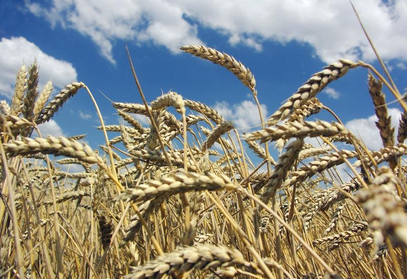 蓝天白云下的小麦的丰收