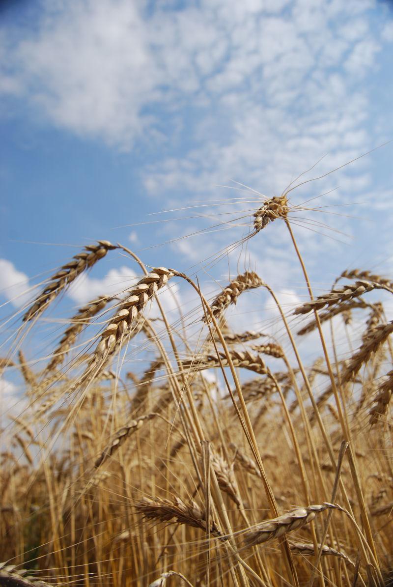 美丽的夏日农场尽头的小麦