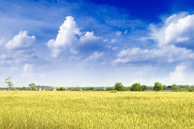 蓝天白云下的麦穗麦田风景