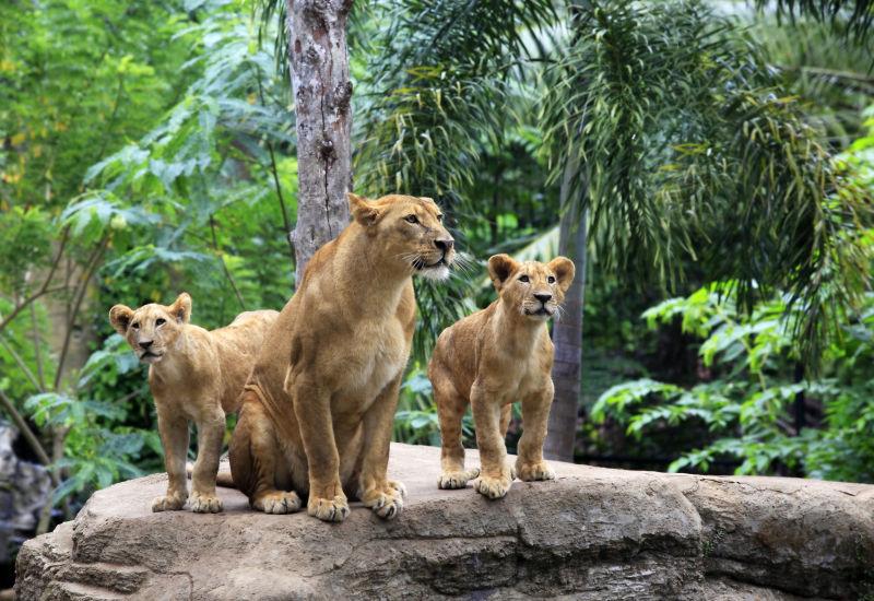 在动物园自然环境下的三只狮子