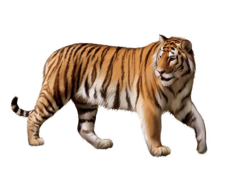白色背景下一只成年的老虎