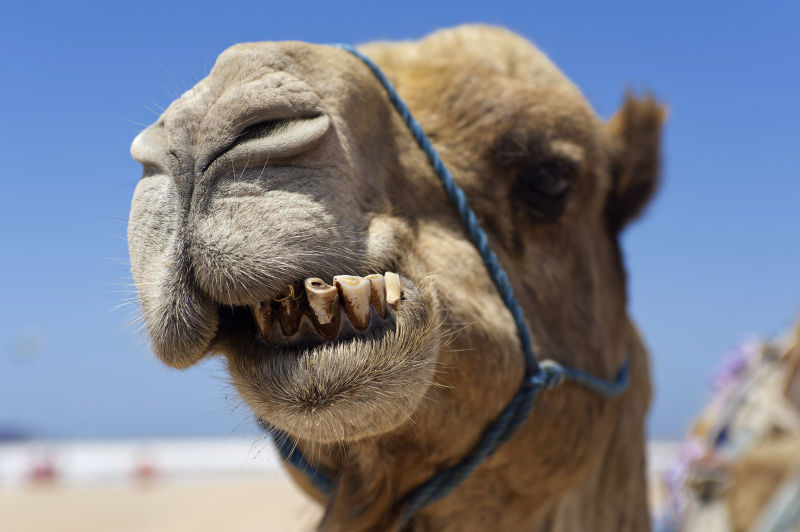  骆驼面部和牙齿特写