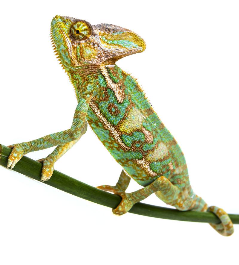 绿色变色蜥蜴Calaeleo Calpprtua-雄性在枝上