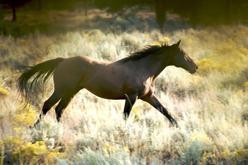 美丽的棕色马在野外奔跑
