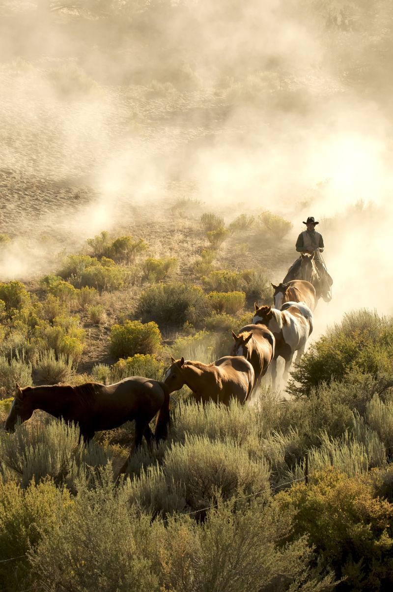 牛郎引导一匹马穿过沙漠