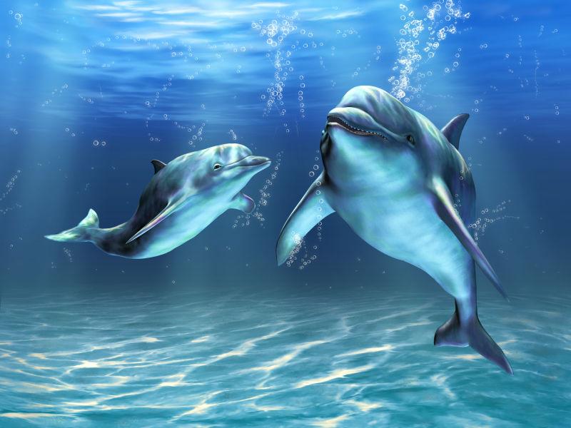 海底两只海豚