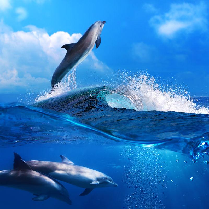 一群嬉戏海豚在水下游泳