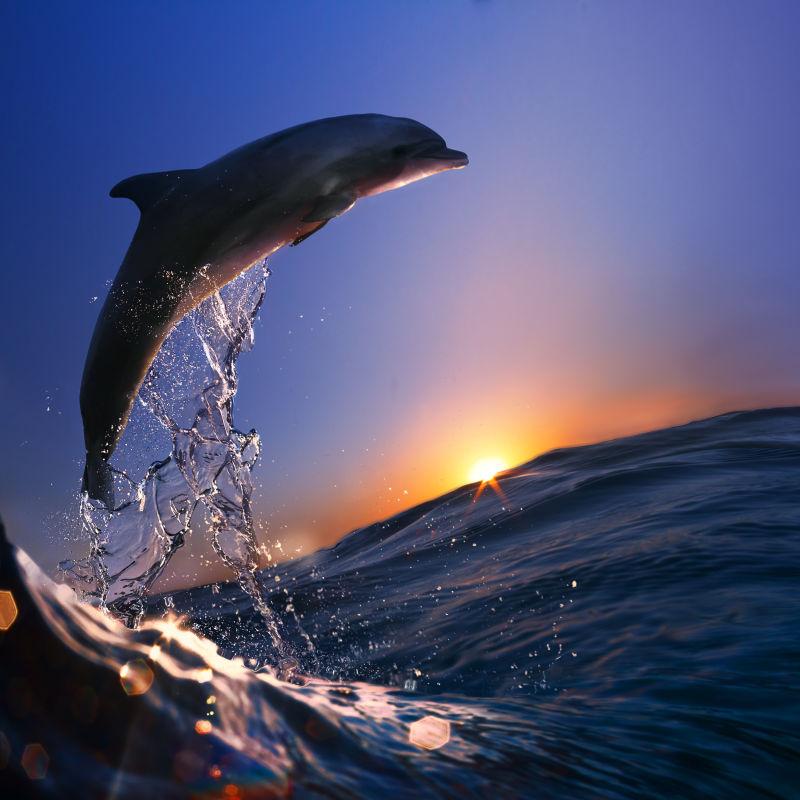 美丽的海豚在日落时从海浪中跳下