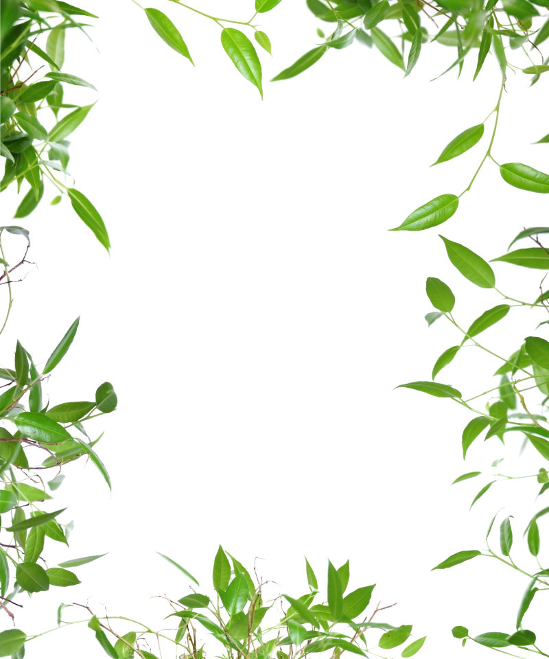 绿色植物框架和白色背景