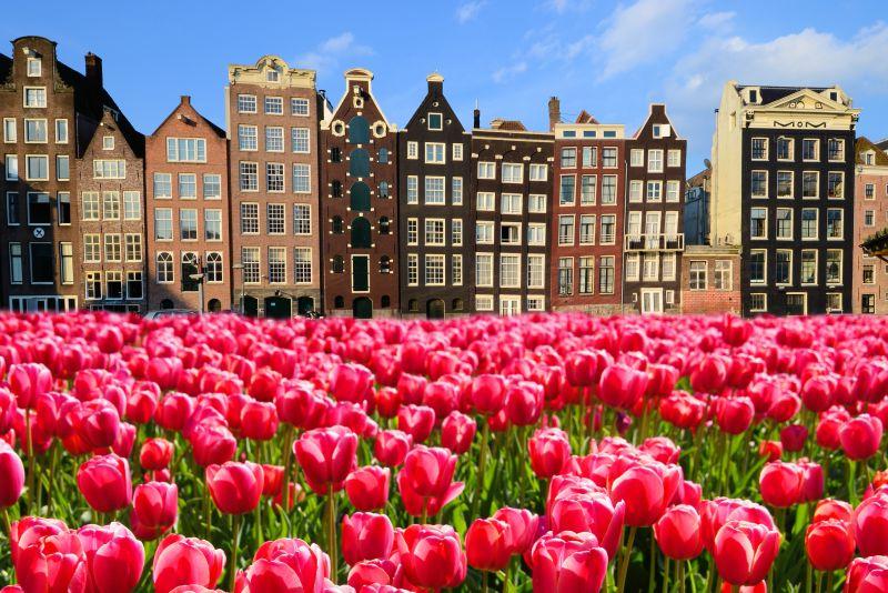 充满活力的粉红郁金香与运河房屋的阿姆斯特丹