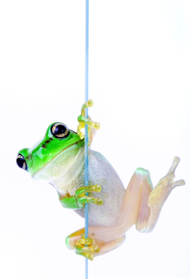 一根绳子上的青蛙